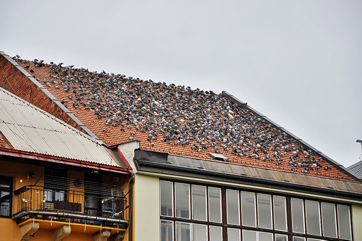 A2B Pest Control are able to install spikes to deter birds from roofs in Hessle. 