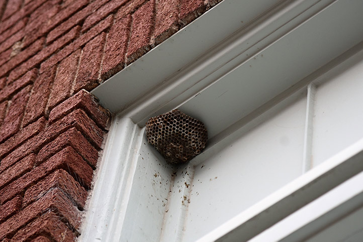 We provide a wasp nest removal service for domestic and commercial properties in Hessle.